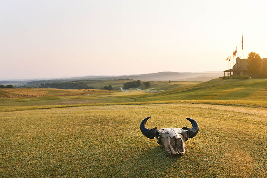buffalo skull lays on a green