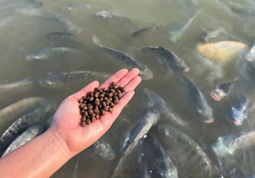 Fish feeding at Big Cedar Lodge