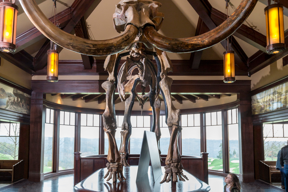 A little girl looks up at a massive mammoth skeleton inside a history museum