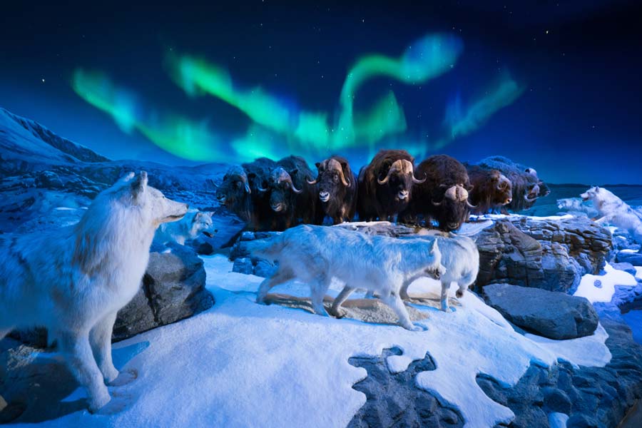 Wonders of Wildlife National Museum and Aquarium display featuring bison and muskox wolves.