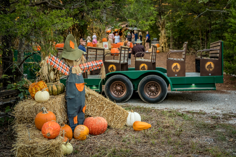 Web JPG-2019_BigCedar_HolidaysEvents_CedarFest_0008