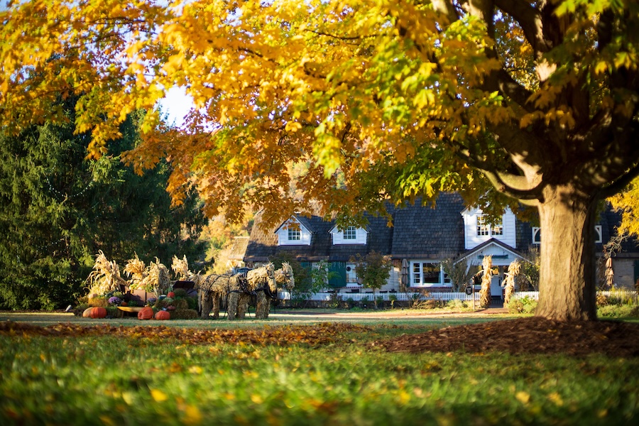 Trumna cafee in thdistance under a wellow leavfed tree with a display in front made to look like two mules made of straw pulling a wagon filled with bales of hay and pumpkins