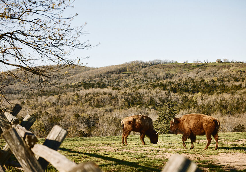 buffalo ridge buffalos