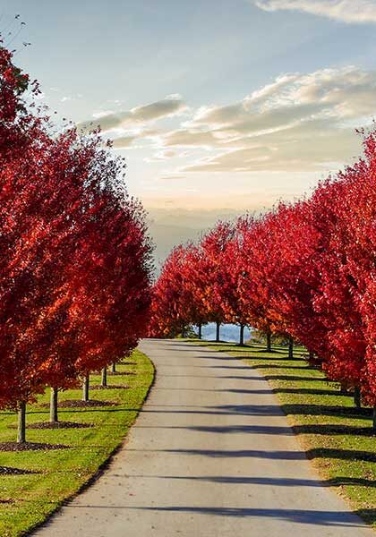 Autun red trees lining the entryway to the Bass Pro Shops Shooting Academy