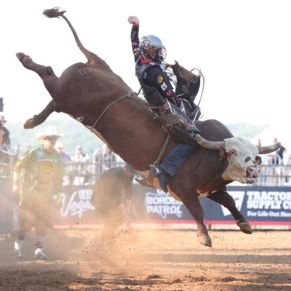 A proffesional bull rider from the Missouri Thunder riding team on a wide-eyed, brow and white long horn steer with its back legs kicking up 8 feet in the air and its front legs a foot off the ground. The rider wears a helmet and hangs on with one hand with the other raised in the air for balance and control