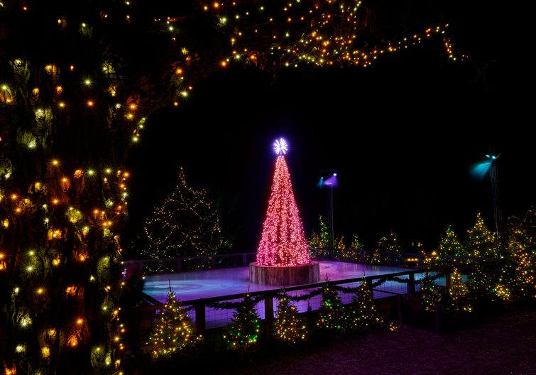 A close up of an oak tree trunk and branch wrapped with Christmas lights in the foreground framing the Ice rinks with a Christmas tree lit with re lights in the center of int the distance.