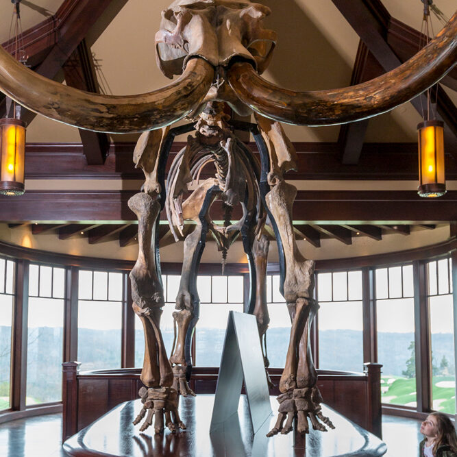 A little girl looks up at a massive mammoth skeleton inside a history museum