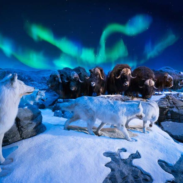 Wonders of Wildlife National Museum and Aquarium display featuring bison and muskox wolves.